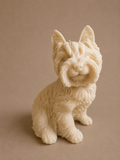 Bougie Yorkshire Terrier